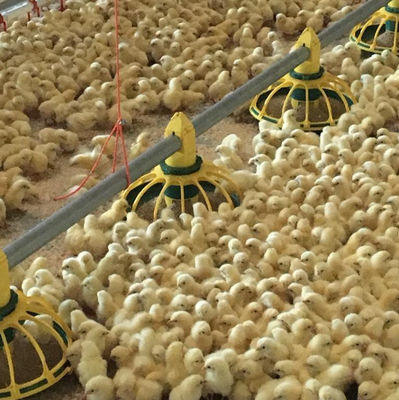 Automatische Geflügel-Futtertränke 45-65 Tränkesystem für Broiler