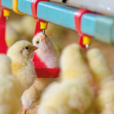 330 mm Durchmesser Hühnerfutter und Tränken Hot Gavanized Trichter